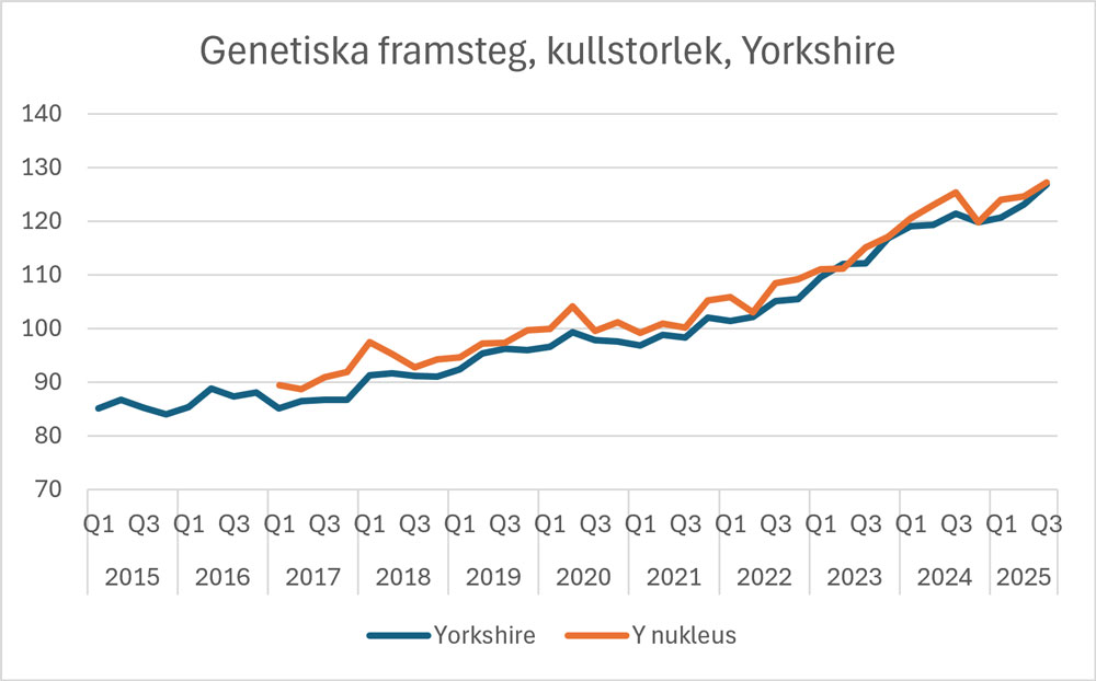 MA Yorkshire kullstorlek MA Yorkshire kullstorlek